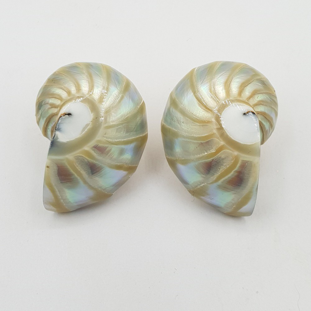 Earrings with nautilus shell